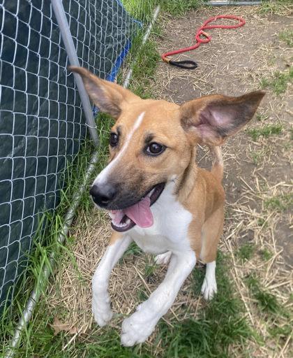 Enlarge Pumpkin, a Adoptable mixed breed in Hobart, IN image 3/3