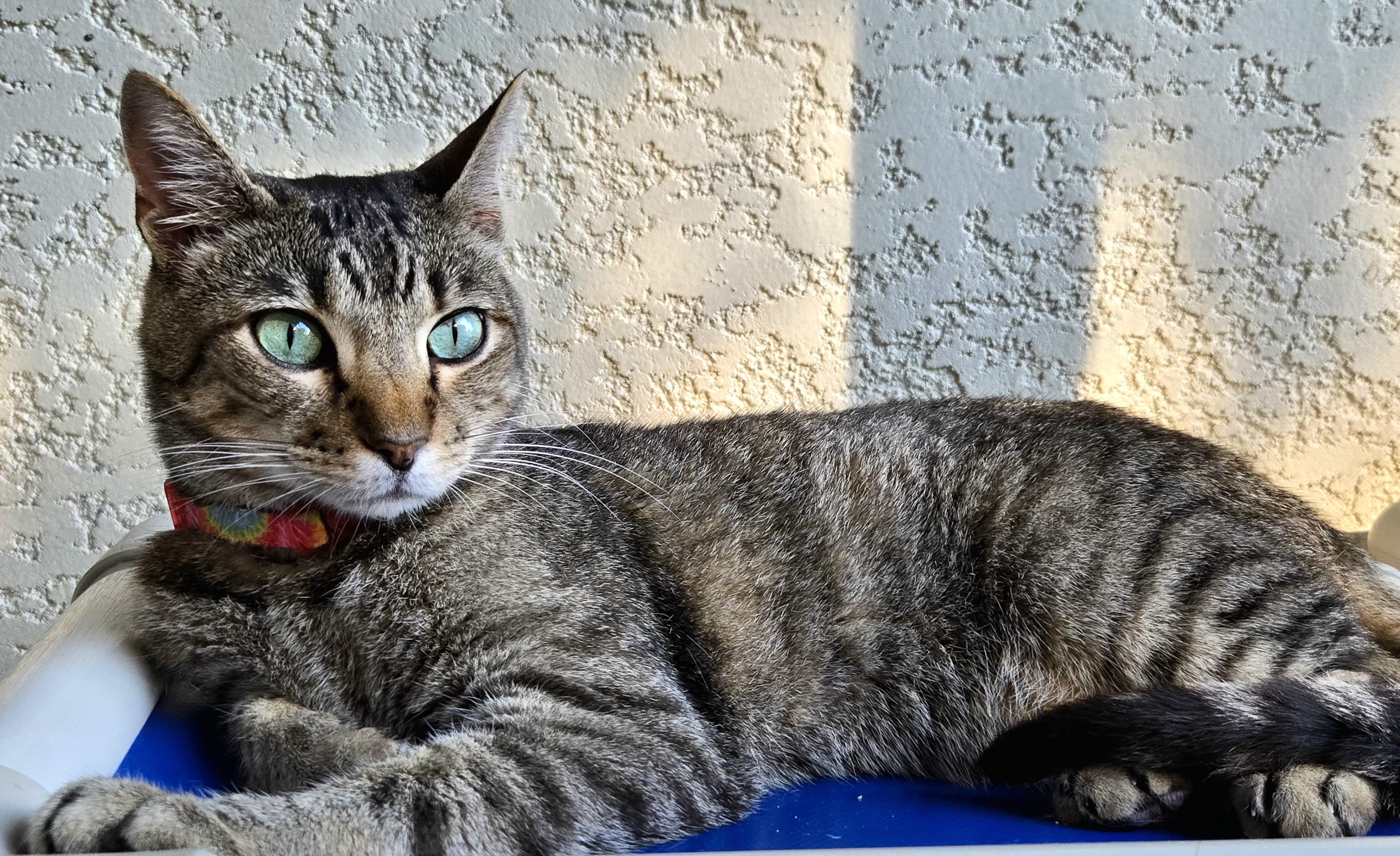 Skyler, Adoptable, Young Male Tabby.