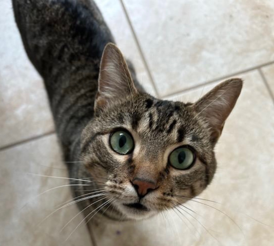 Skyler, a Adoptable Tabby in Eglin AFB, FL image 2/3