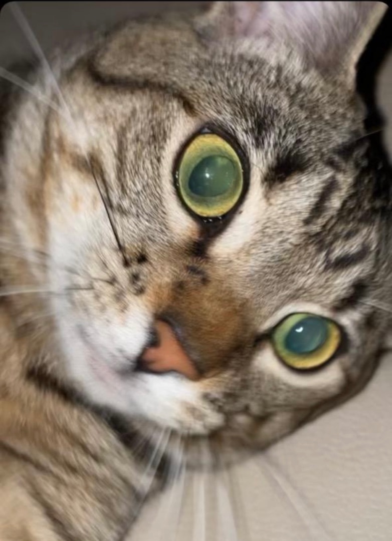 Skyler, a Adoptable Tabby in Eglin AFB, FL image 3/3