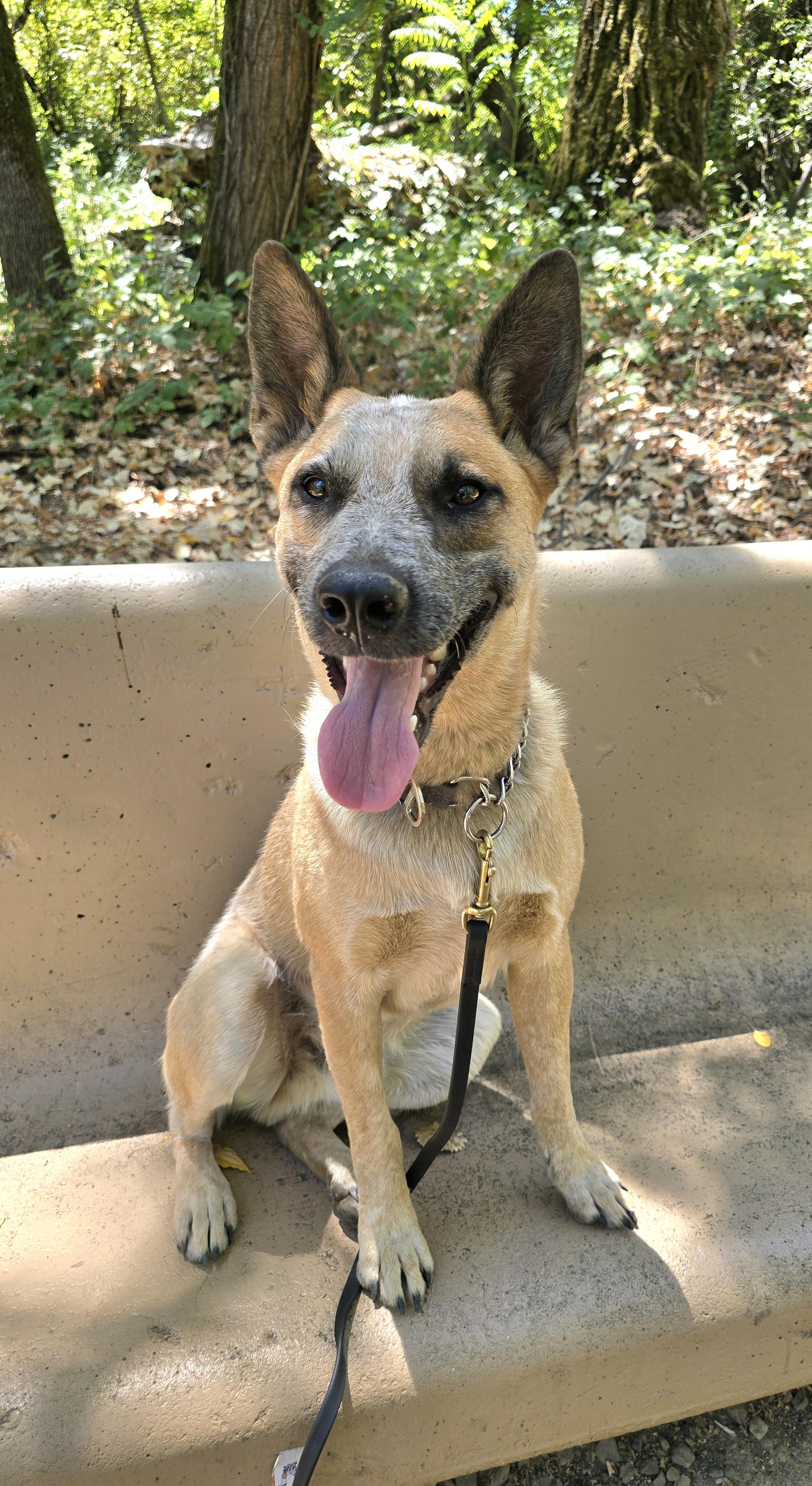 Enlarge Koda, a Adopted Australian Cattle Dog / Blue Heeler in Cottonwood, CA image 2/5