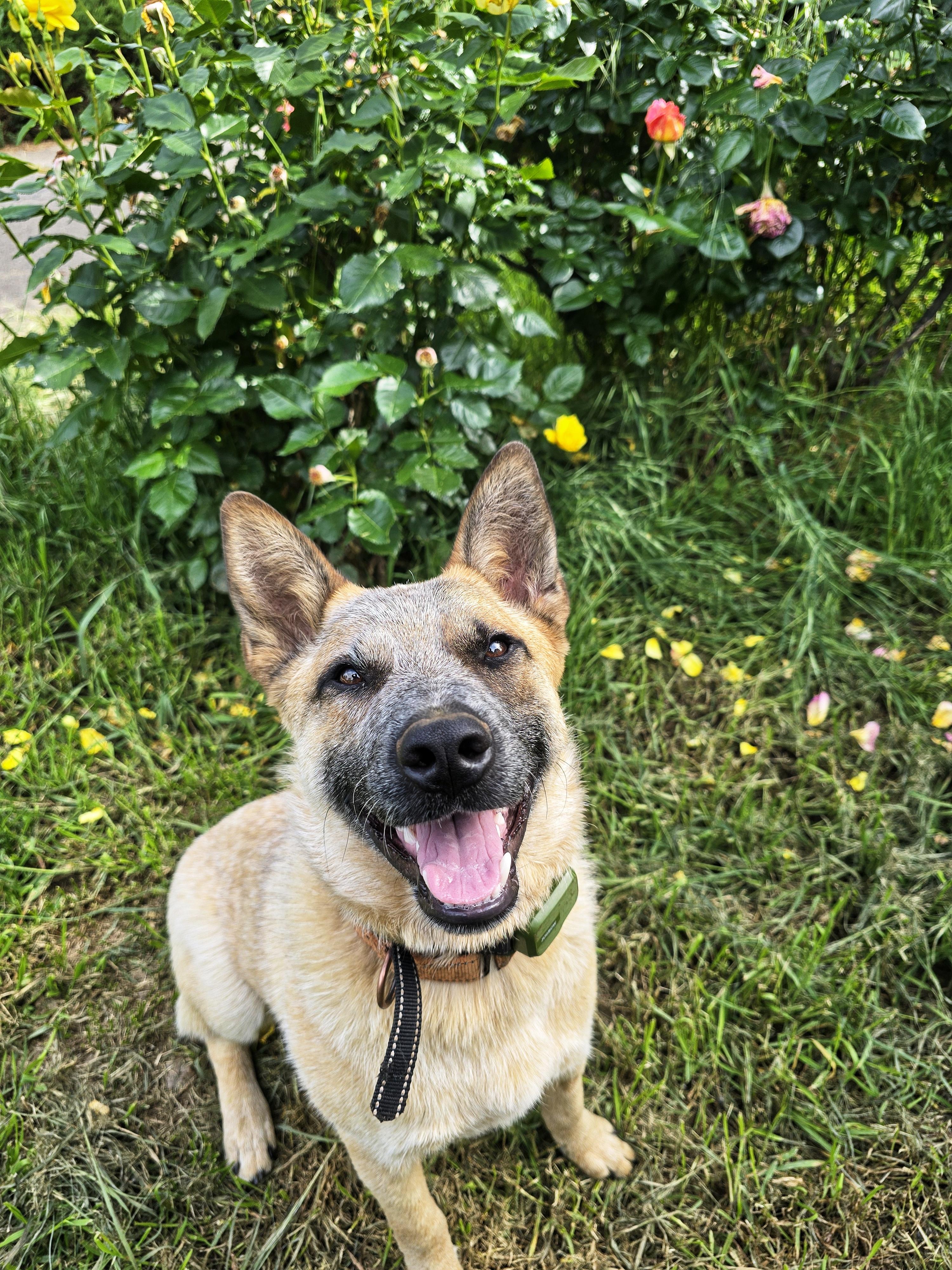 Enlarge Koda, a Adopted Australian Cattle Dog / Blue Heeler in Cottonwood, CA image 5/5