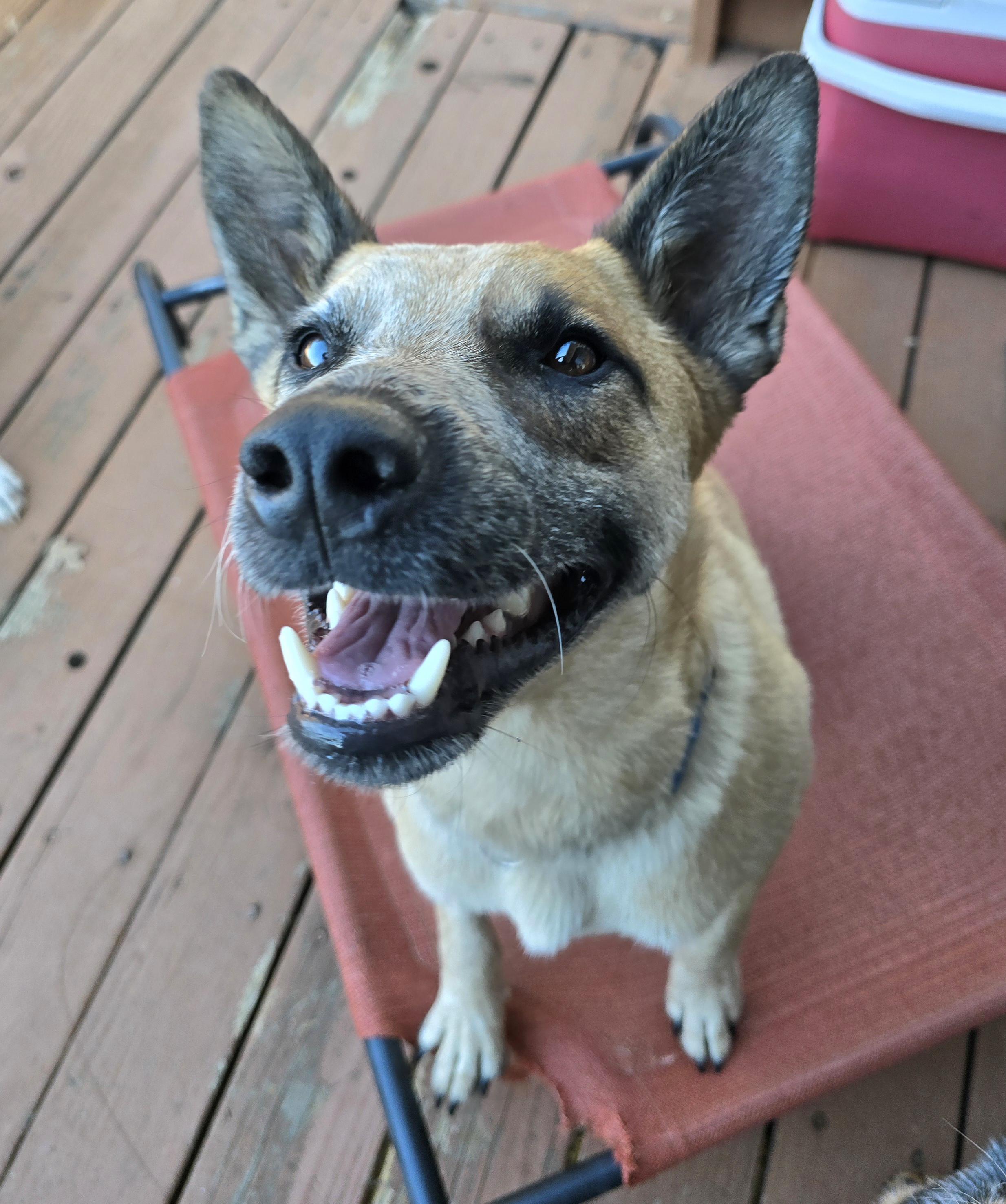 Enlarge Koda, a Adopted Australian Cattle Dog / Blue Heeler in Cottonwood, CA image 3/5