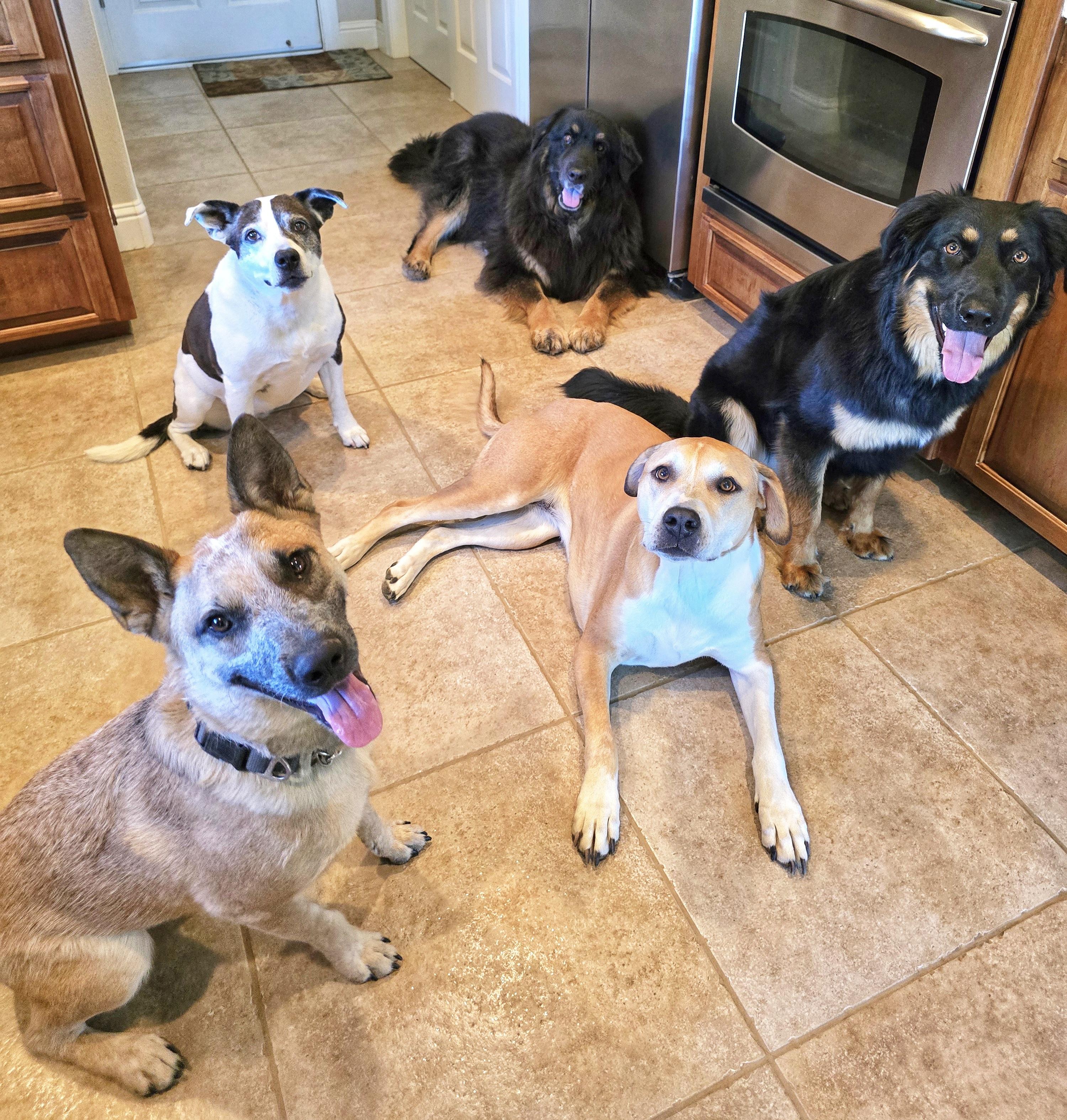 Enlarge Koda, a Adopted Australian Cattle Dog / Blue Heeler in Cottonwood, CA image 4/5