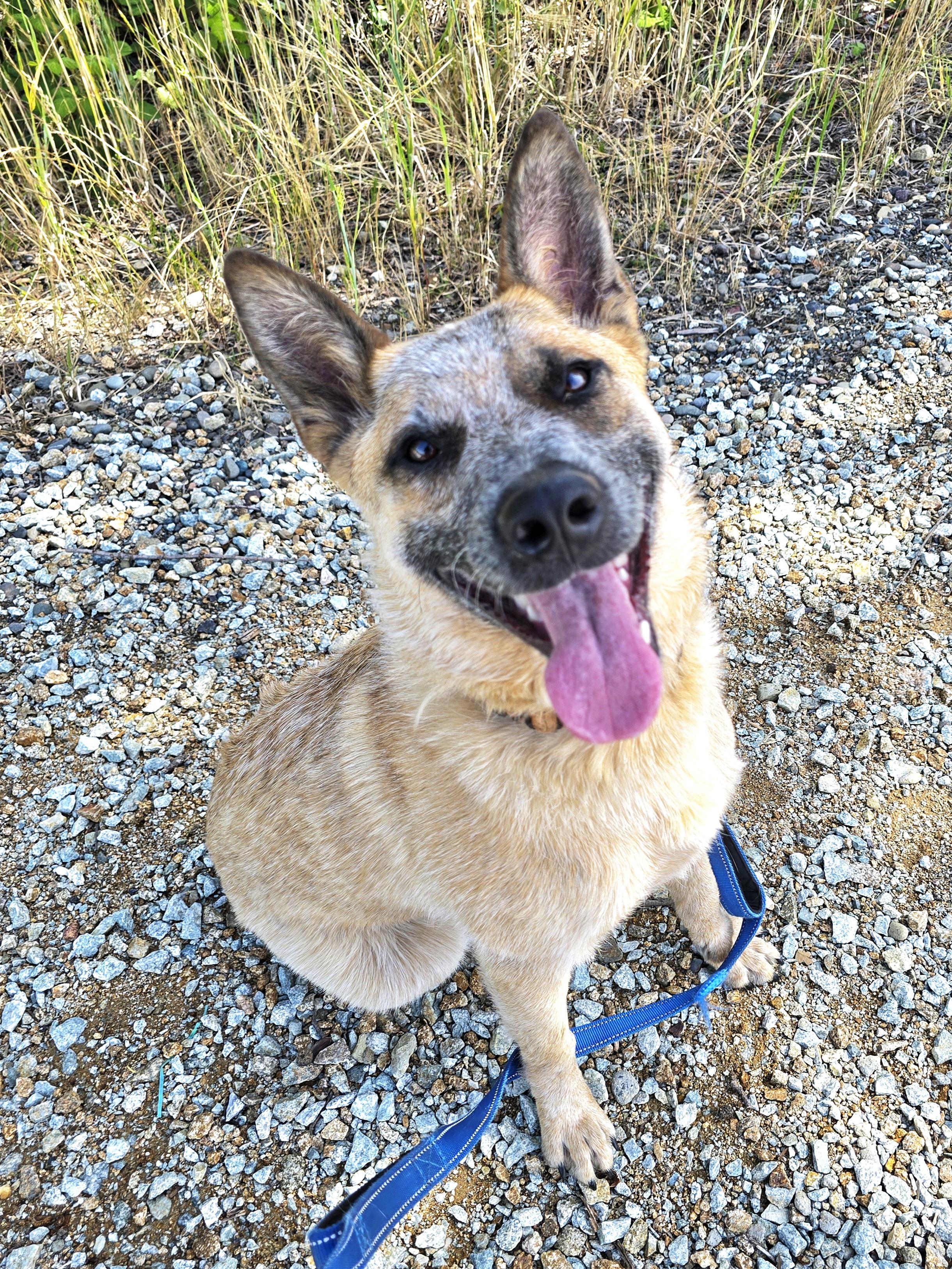 Enlarge Koda, a Adopted Australian Cattle Dog / Blue Heeler in Cottonwood, CA image 1/5