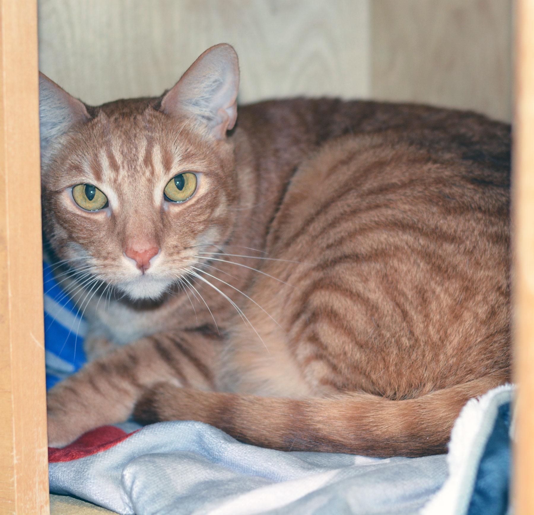 Enlarge RUSTY, an adopted Tabby in San Clemente, CA image 2/2