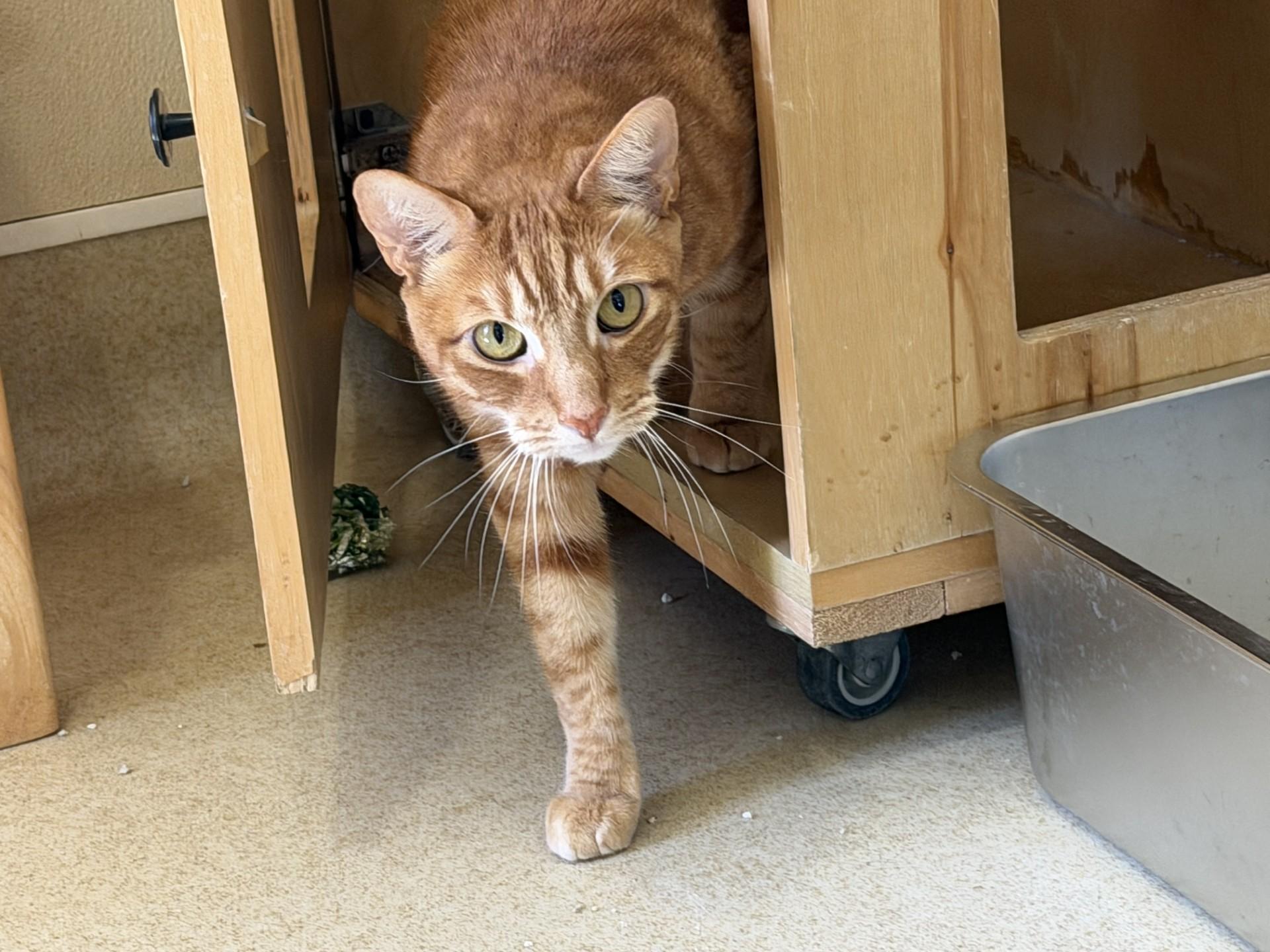 RUSTY, adopted, Adult Male Tabby.