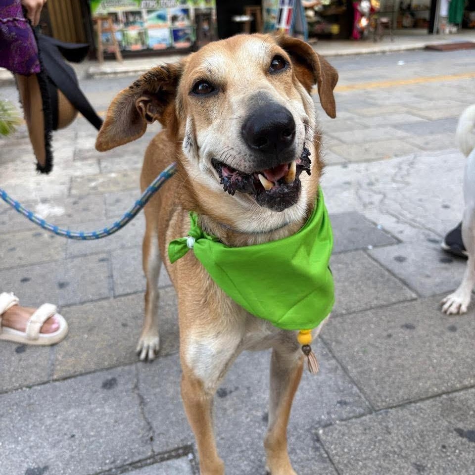 Enlarge Pardo, a ADOPTABLE Mixed Breed in North Vancouver, BC image 2/5