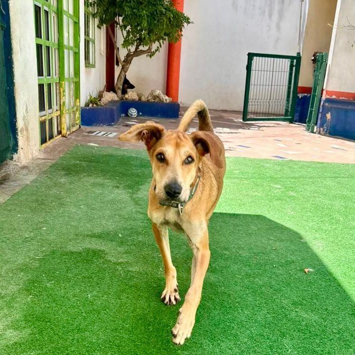 Enlarge Pardo, a ADOPTABLE Mixed Breed in North Vancouver, BC image 5/5
