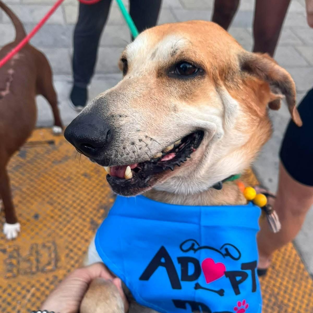 Enlarge Pardo, a ADOPTABLE Mixed Breed in North Vancouver, BC image 4/5