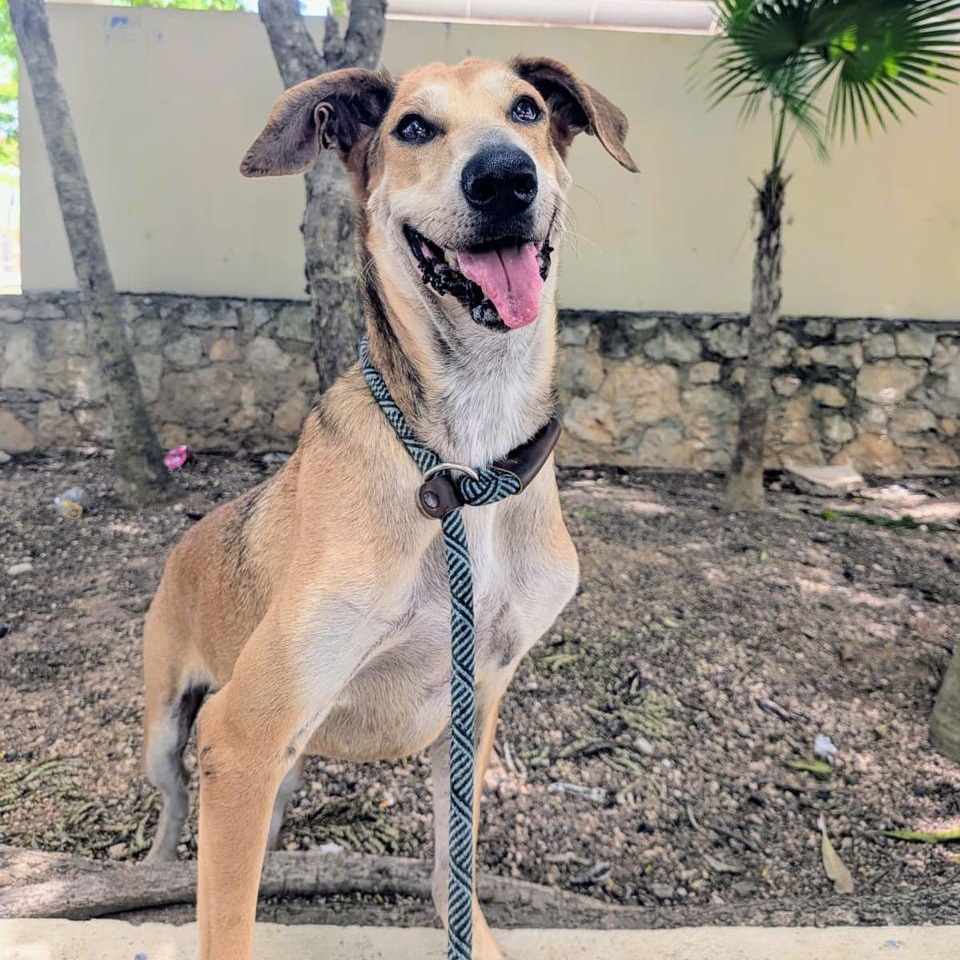 Pardo, ADOPTABLE, Adult Male Mixed Breed.