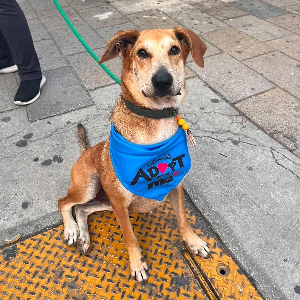 Enlarge Pardo, a ADOPTABLE Mixed Breed in North Vancouver, BC image 1/5