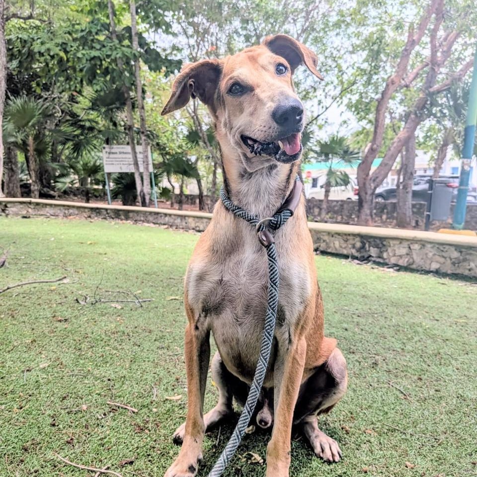 Enlarge Pardo, a ADOPTABLE Mixed Breed in North Vancouver, BC image 6/6