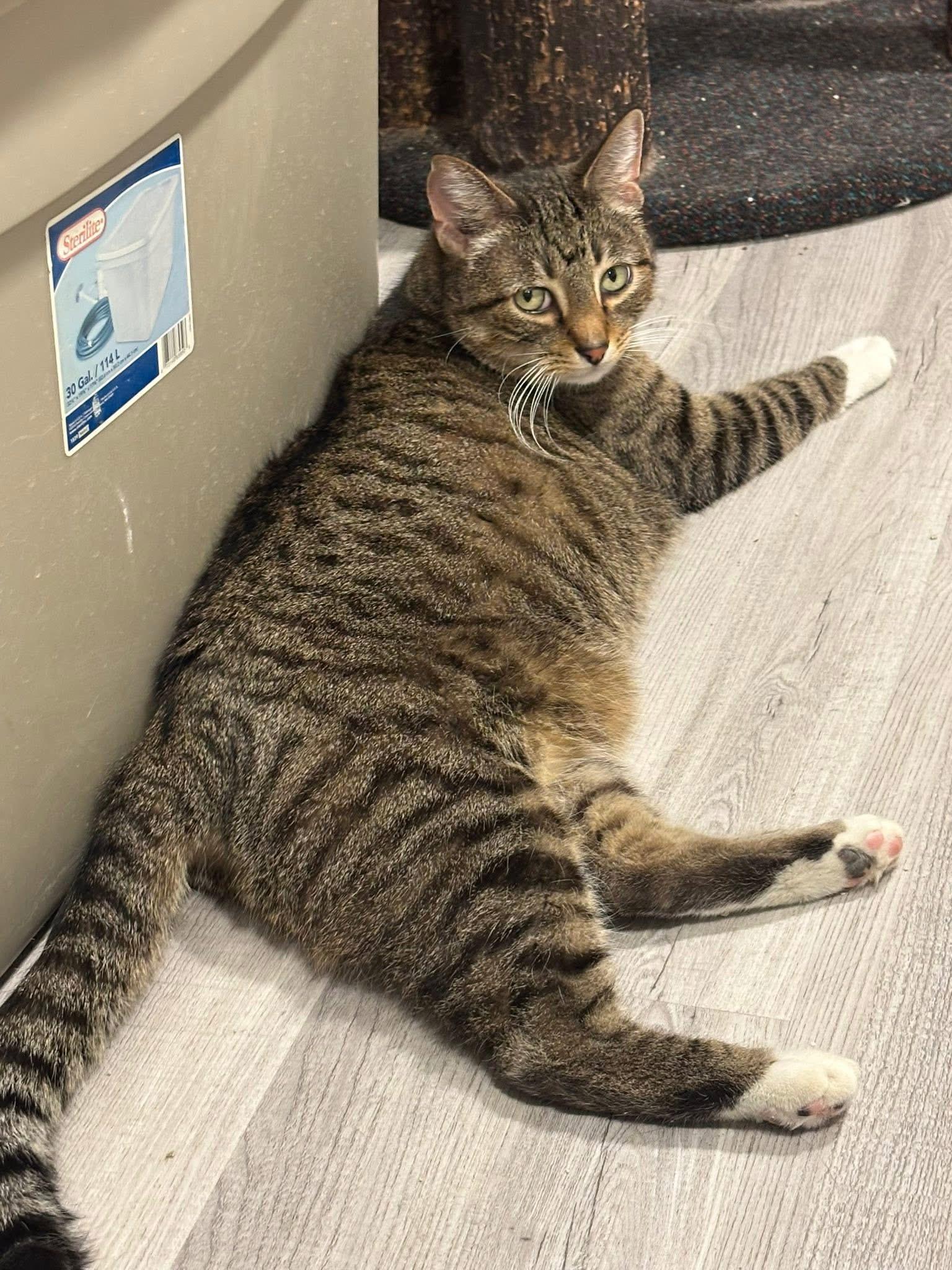 Thunder, a ADOPTABLE Domestic Short Hair in Chicago, IL image 5/6