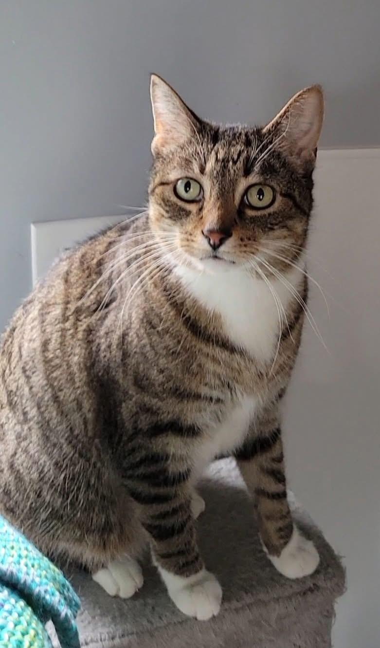 Thunder, a ADOPTABLE Domestic Short Hair in Chicago, IL image 3/6
