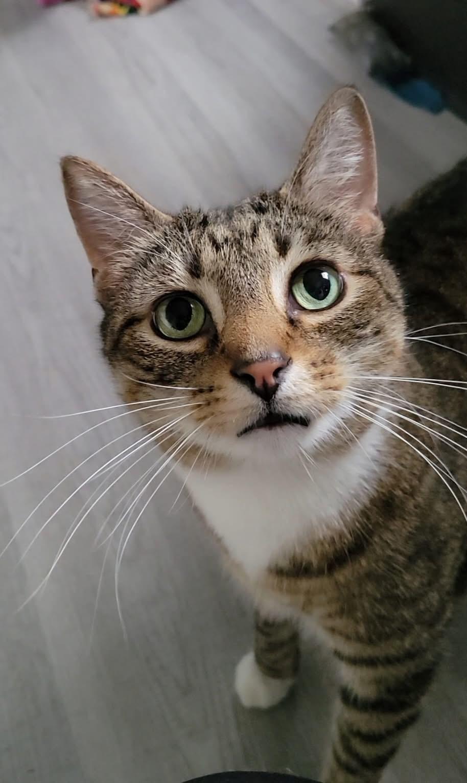 Thunder, a ADOPTABLE Domestic Short Hair in Chicago, IL image 2/6