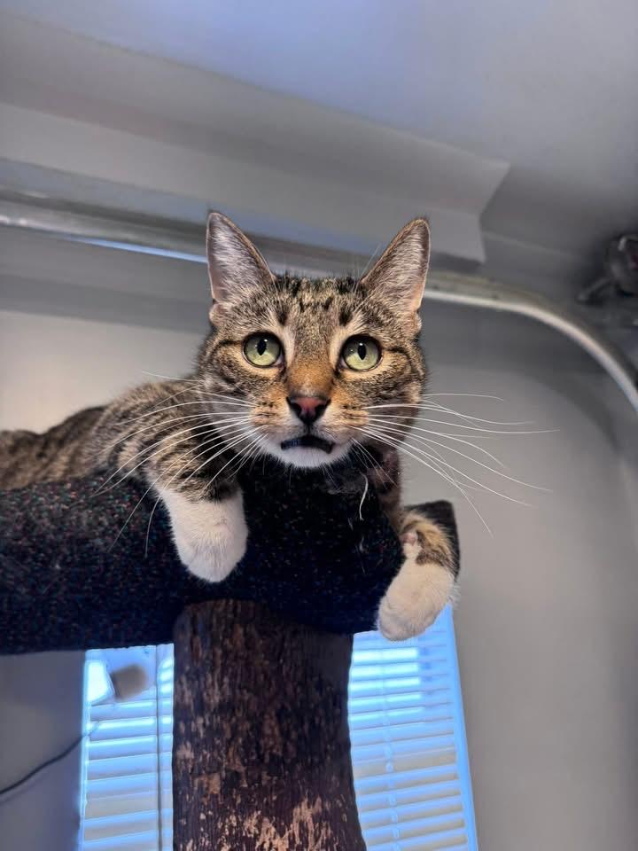 Thunder, a ADOPTABLE Domestic Short Hair in Chicago, IL image 4/6