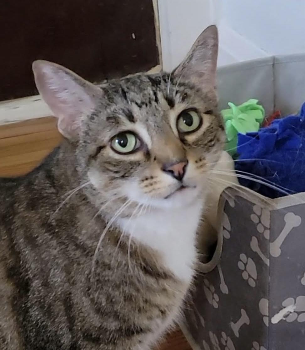 Thunder, ADOPTABLE, Senior Male Domestic Short Hair.