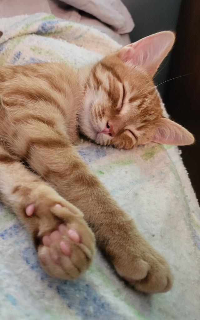 Simmer26, Adoptable, Kitten Male Domestic Short Hair.