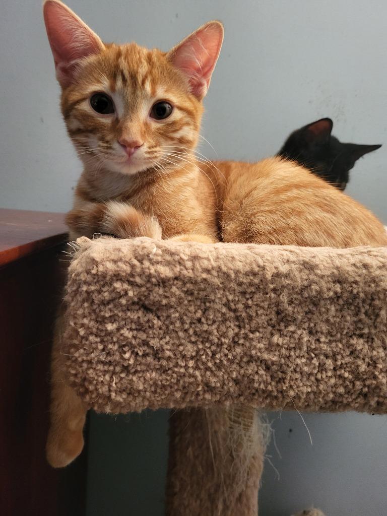 Simmer26, Adoptable, Kitten Male Domestic Short Hair.