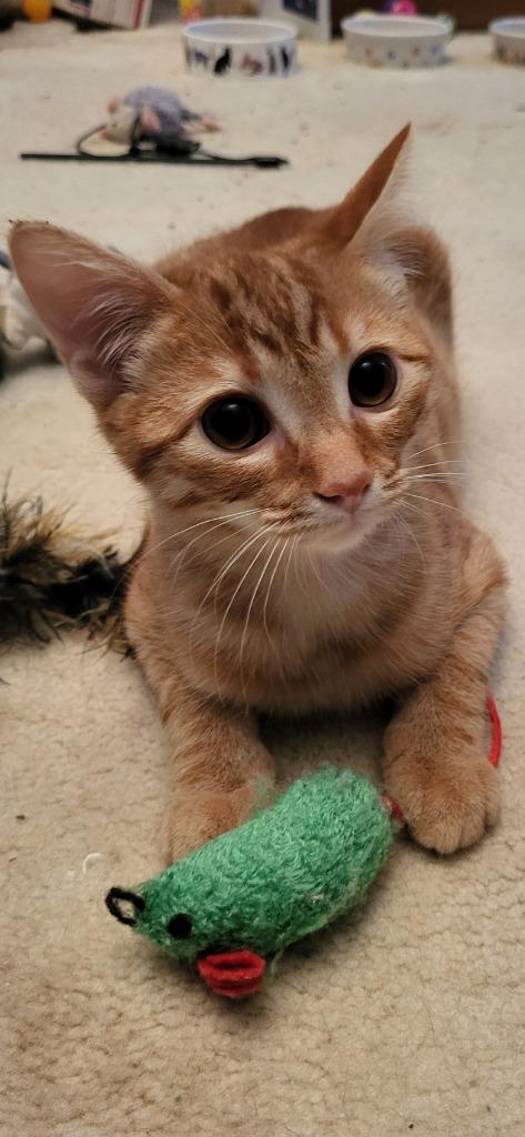 Enlarge Simmer26, a Adoptable mixed breed in Youngsville, NC image 2/2
