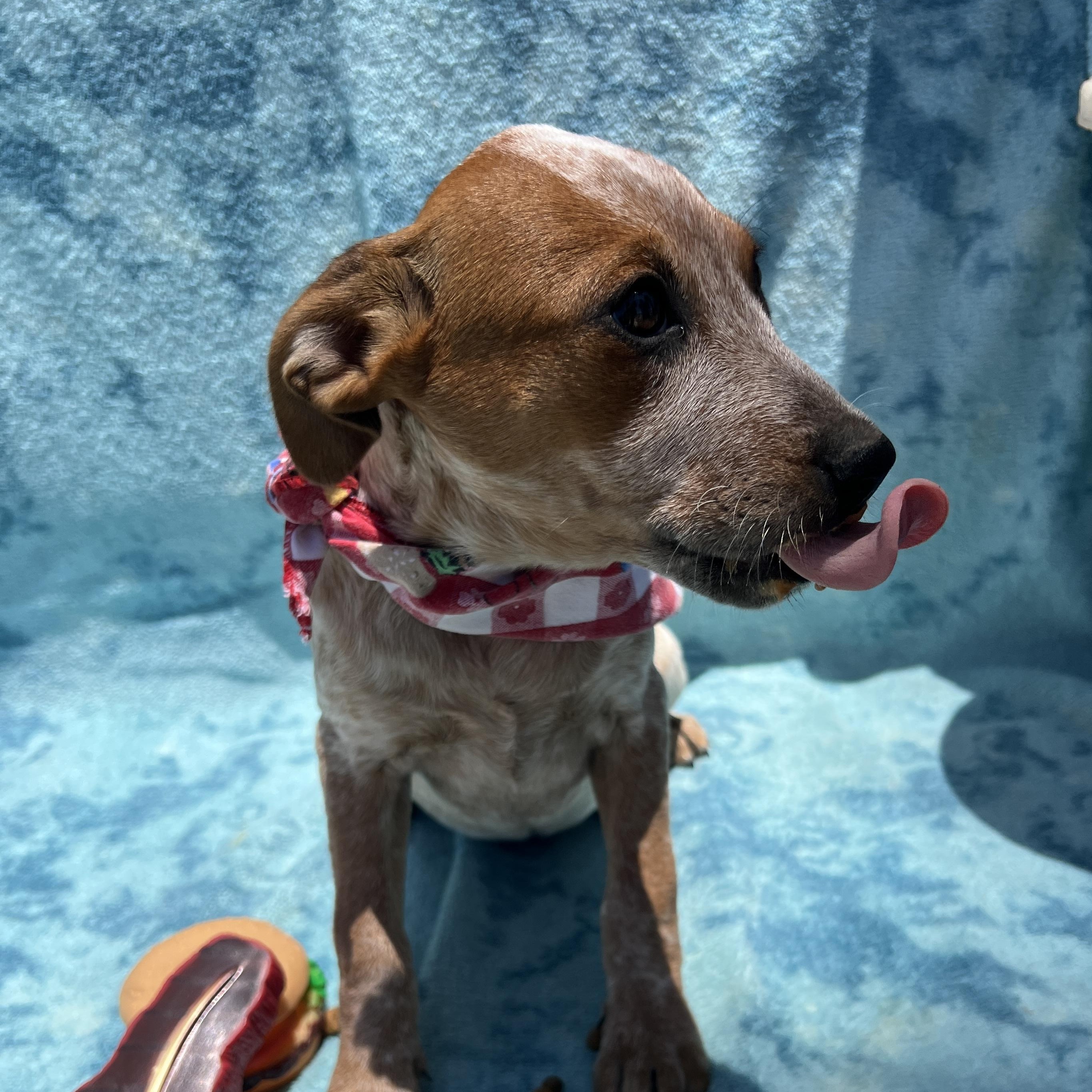 Amy, ADOPTABLE, Puppy Female Cattle Dog.