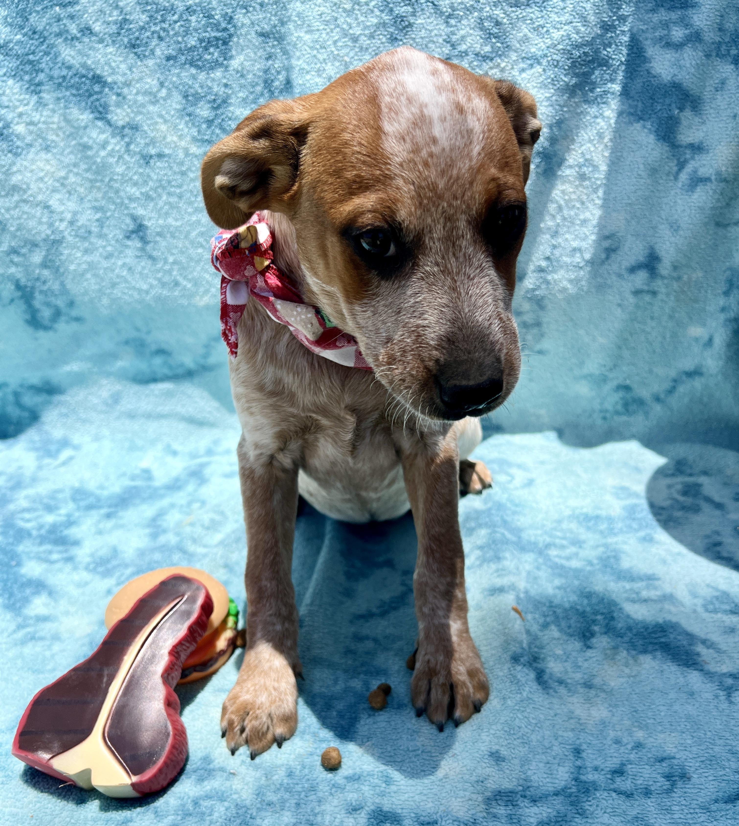 Enlarge Amy, a ADOPTABLE mixed breed in Roseville , CA image 4/6