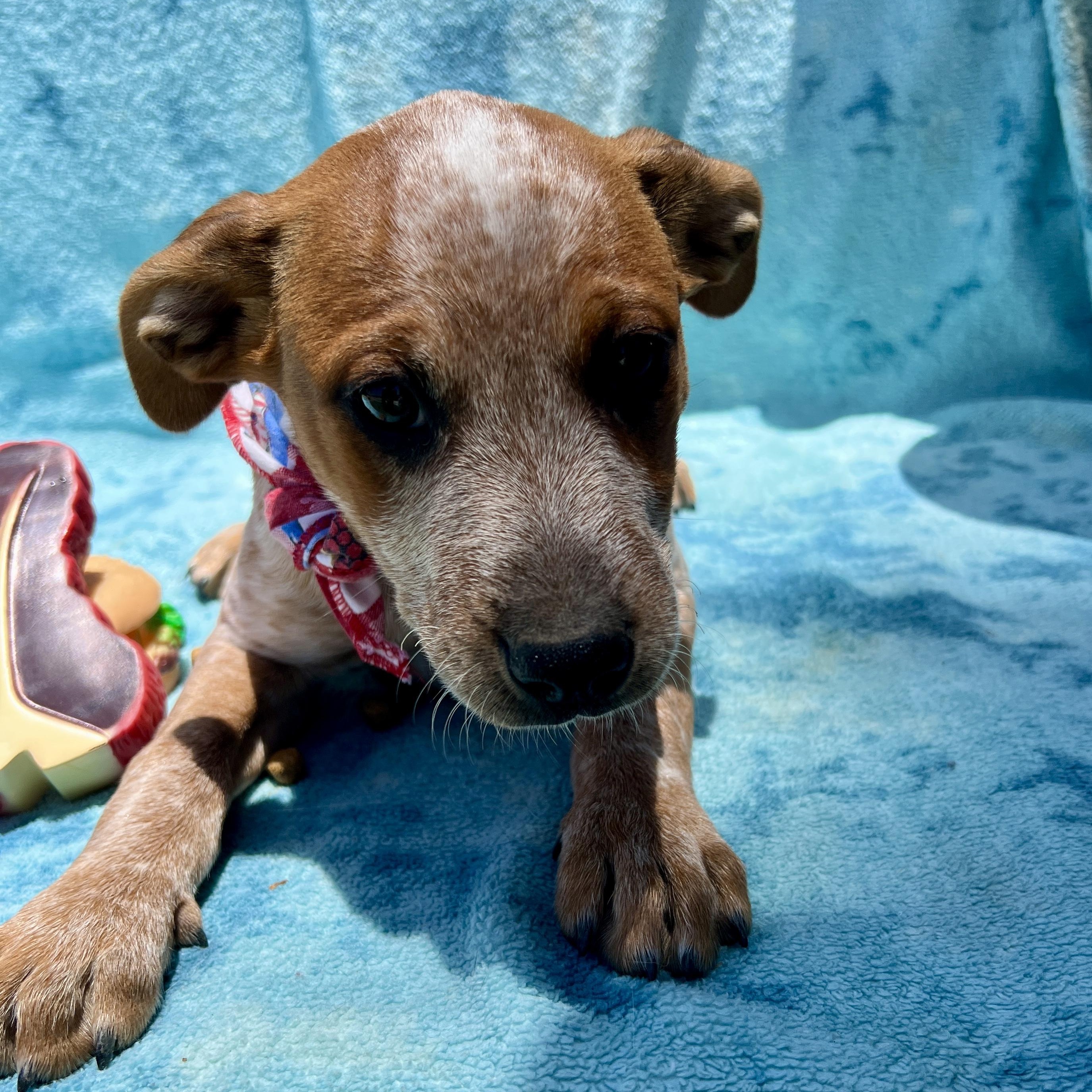 Enlarge Amy, a ADOPTABLE mixed breed in Roseville , CA image 2/6