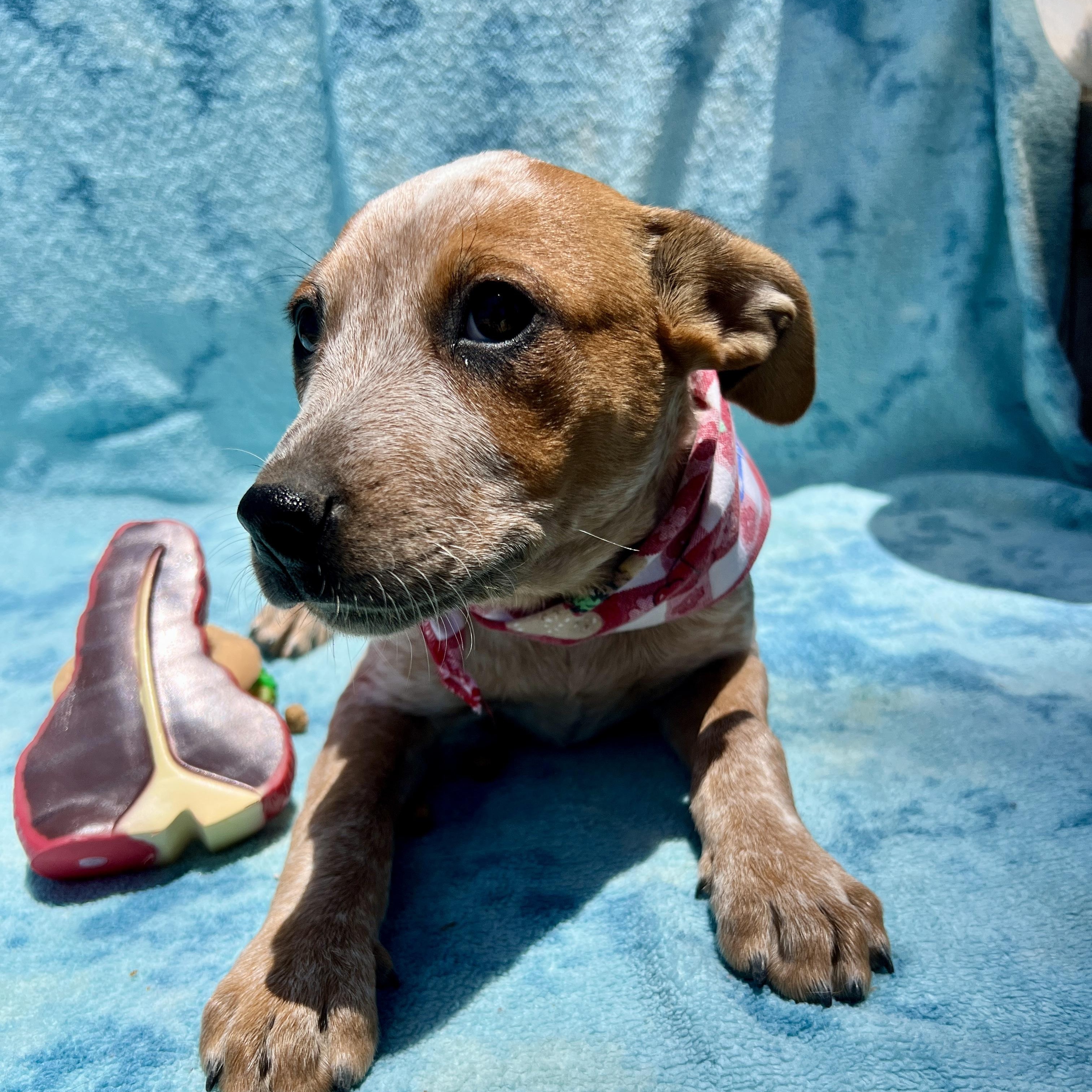 Enlarge Amy, a ADOPTABLE mixed breed in Roseville , CA image 3/6