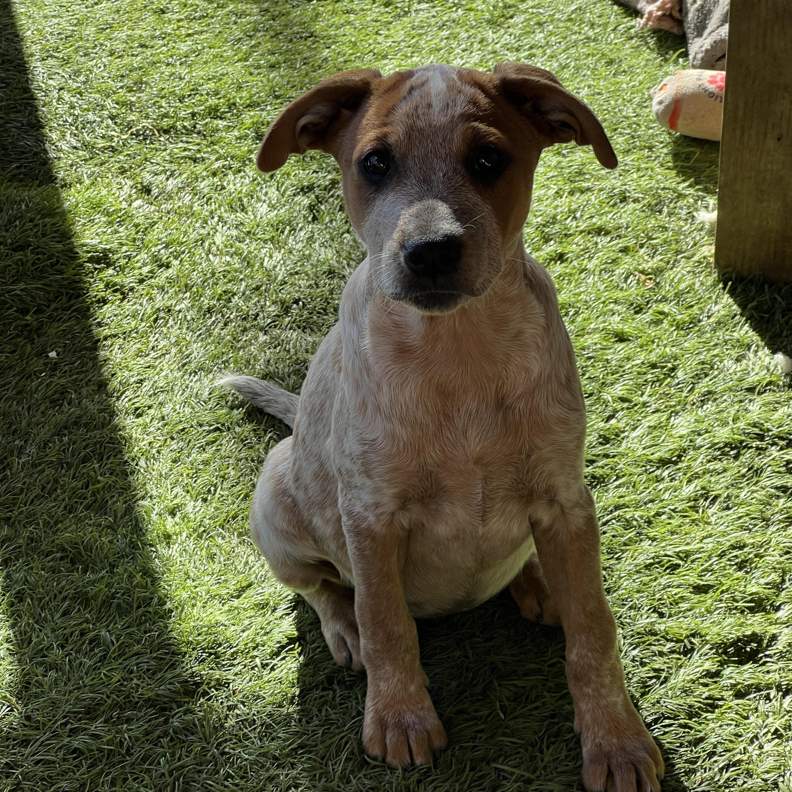 Enlarge Amy, a ADOPTABLE mixed breed in Roseville , CA image 5/6