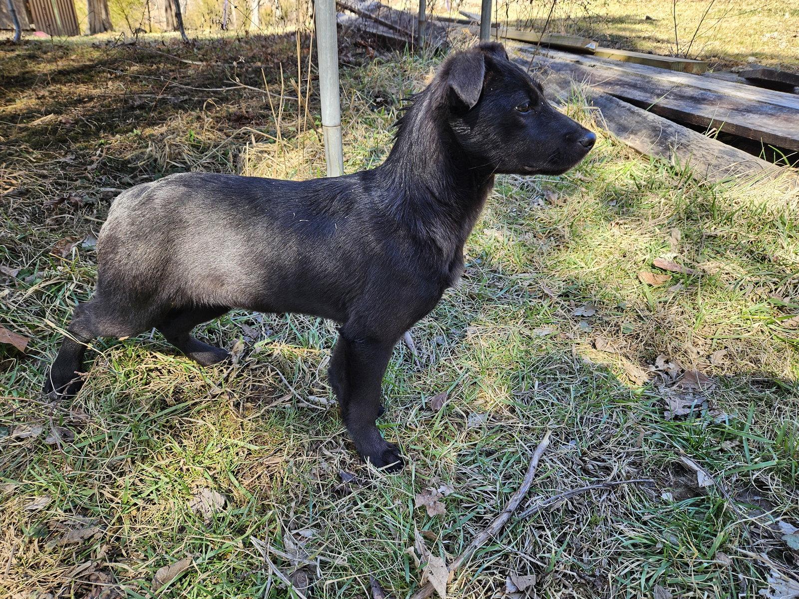 Apricot, Adoptable, Puppy Female German Shepherd Dog.