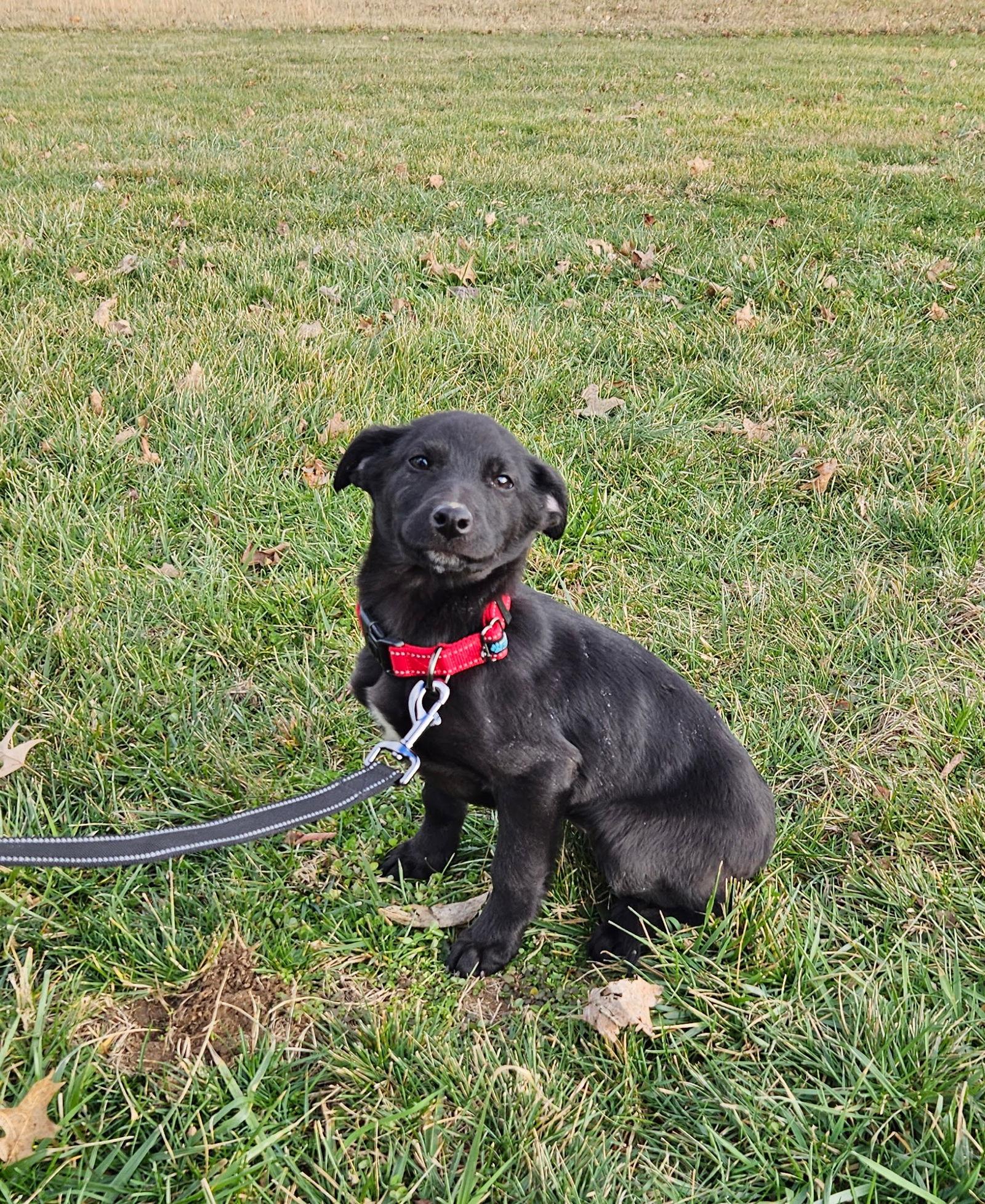 Apricot, Adoptable, Puppy Female German Shepherd Dog.