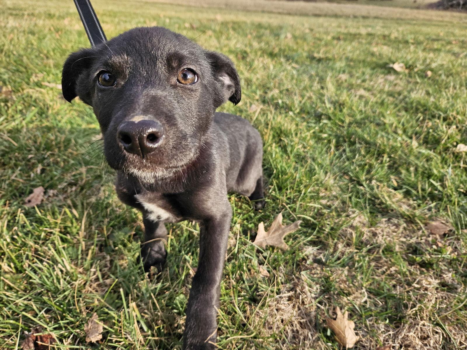 Enlarge Apricot, a Adoptable German Shepherd Dog in Louisville, KY image 2/3
