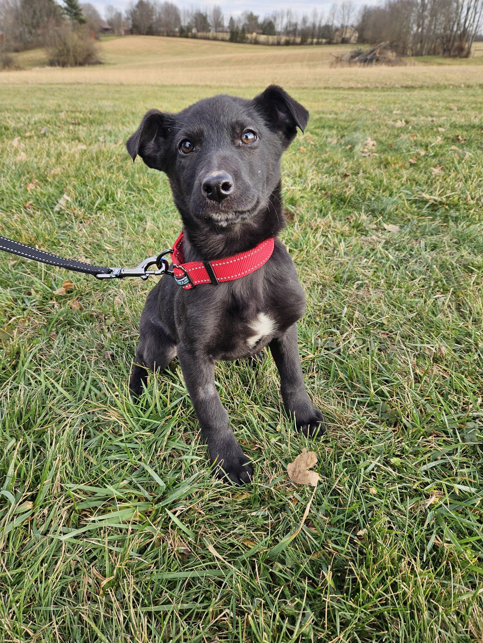 Enlarge Apricot, a Adoptable German Shepherd Dog in Louisville, KY image 3/3