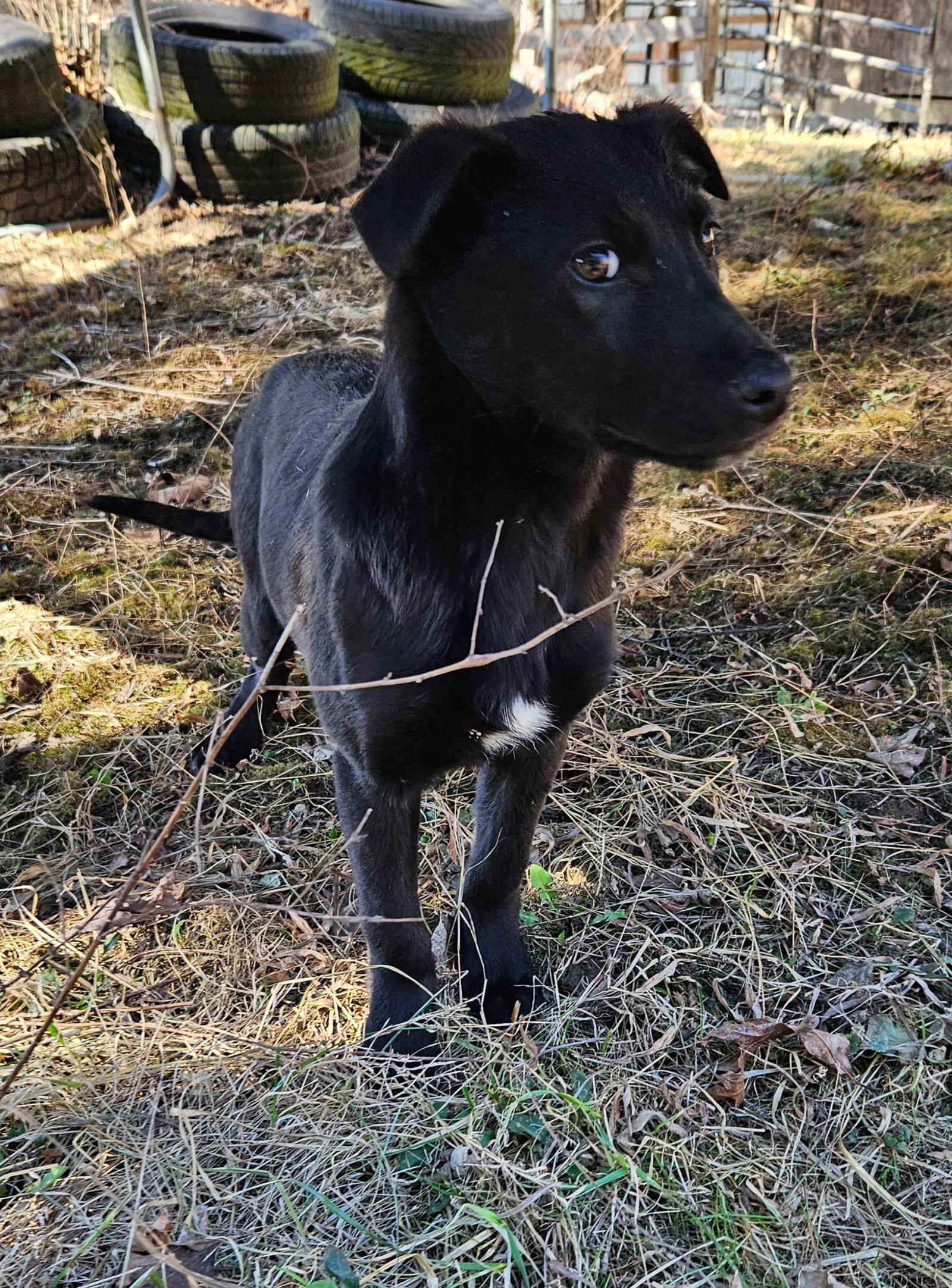 Enlarge Apricot, a Adoptable German Shepherd Dog in Louisville, KY image 2/3