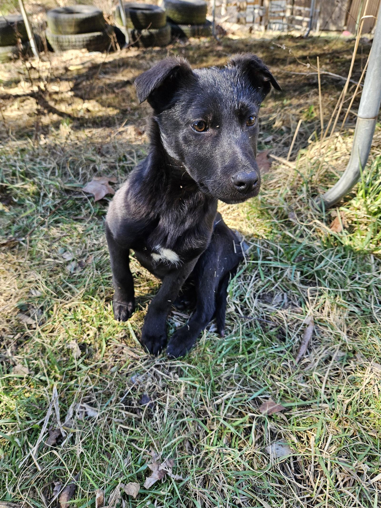 Enlarge Apricot, a Adoptable German Shepherd Dog in Louisville, KY image 3/3