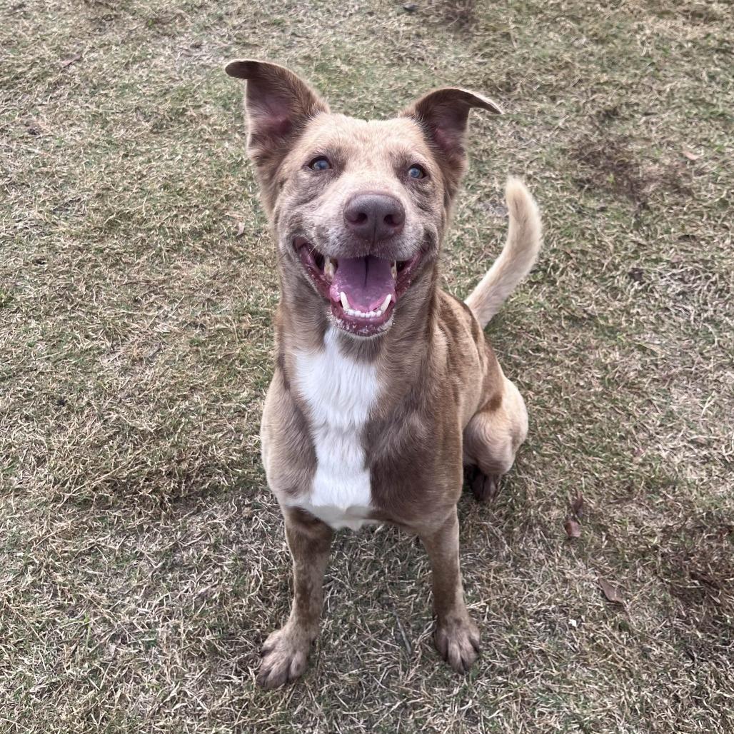 Apollo, Adoptable, Adult Male Australian Shepherd & Chocolate Labrador Retriever.