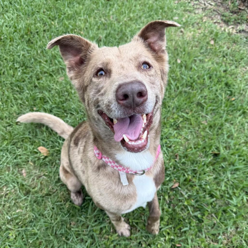 Apollo, a Adoptable mixed breed in Beaumont, TX image 1/6