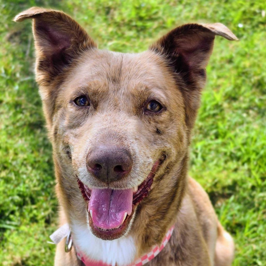 Apollo, a Adoptable mixed breed in Beaumont, TX image 1/6