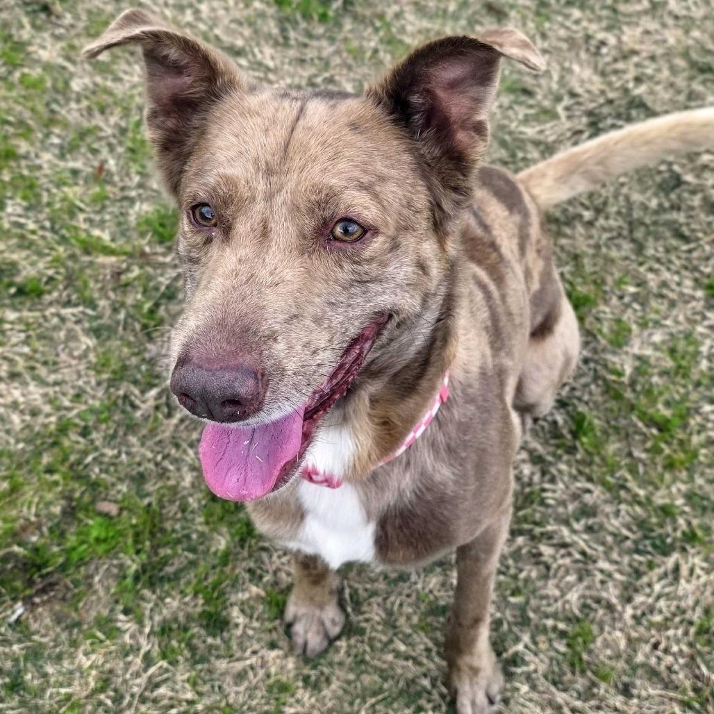 Enlarge Apollo, a Adoptable mixed breed in Beaumont, TX image 1/6