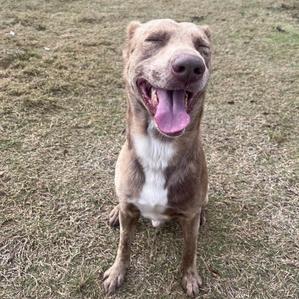 Enlarge Apollo, a Adoptable mixed breed in Beaumont, TX image 2/6