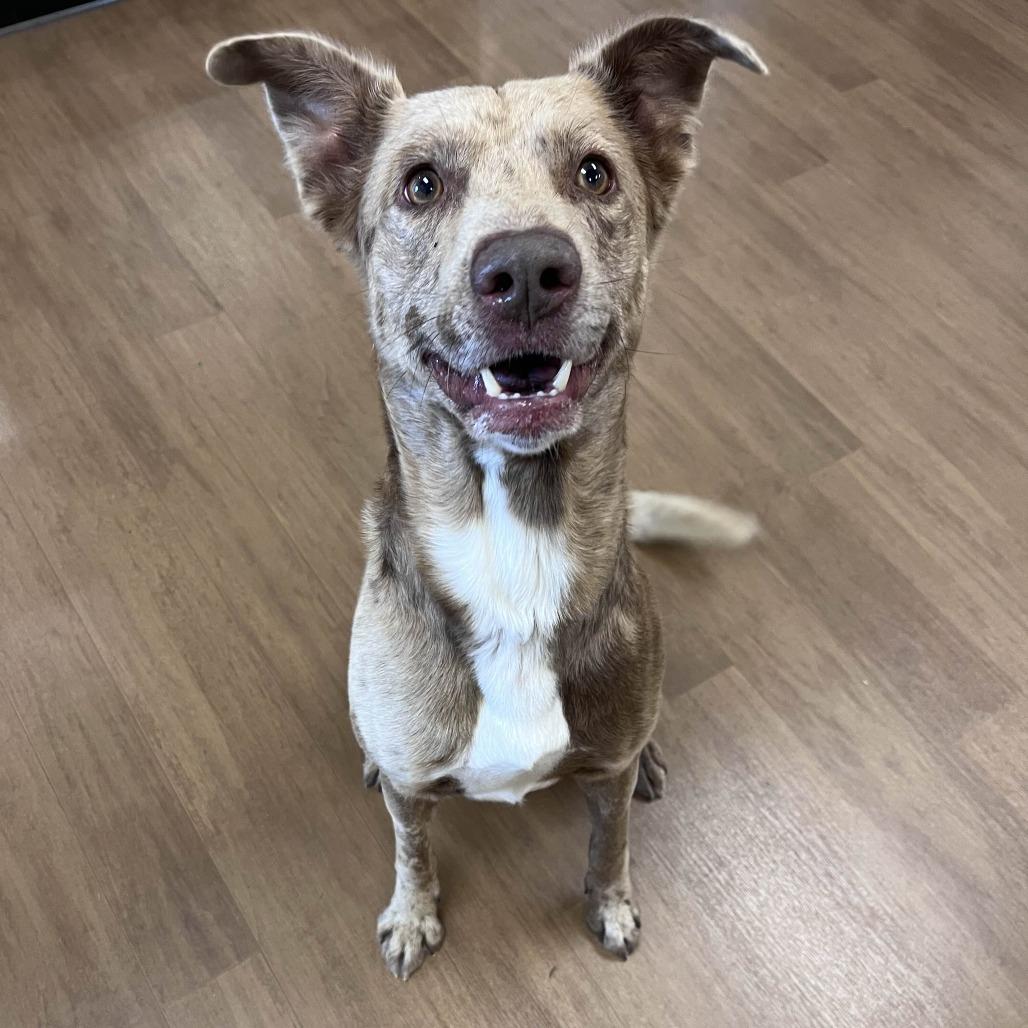 Enlarge Apollo, a Adoptable mixed breed in Beaumont, TX image 3/6