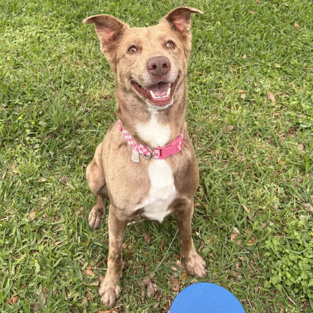 Enlarge Apollo, a Adoptable mixed breed in Beaumont, TX image 4/6