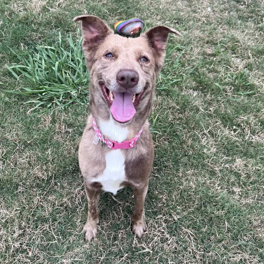 Enlarge Apollo, a Adoptable mixed breed in Beaumont, TX image 4/6