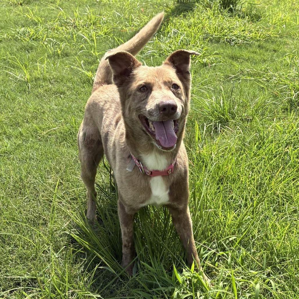 Enlarge Apollo, a Adoptable mixed breed in Beaumont, TX image 4/6