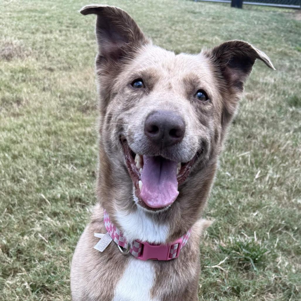 Enlarge Apollo, a Adoptable mixed breed in Beaumont, TX image 4/6