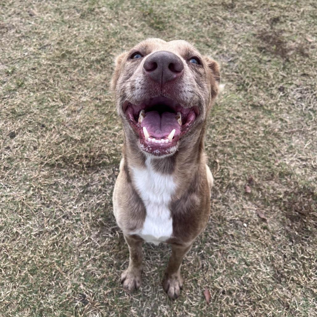 Enlarge Apollo, a Adoptable mixed breed in Beaumont, TX image 5/6