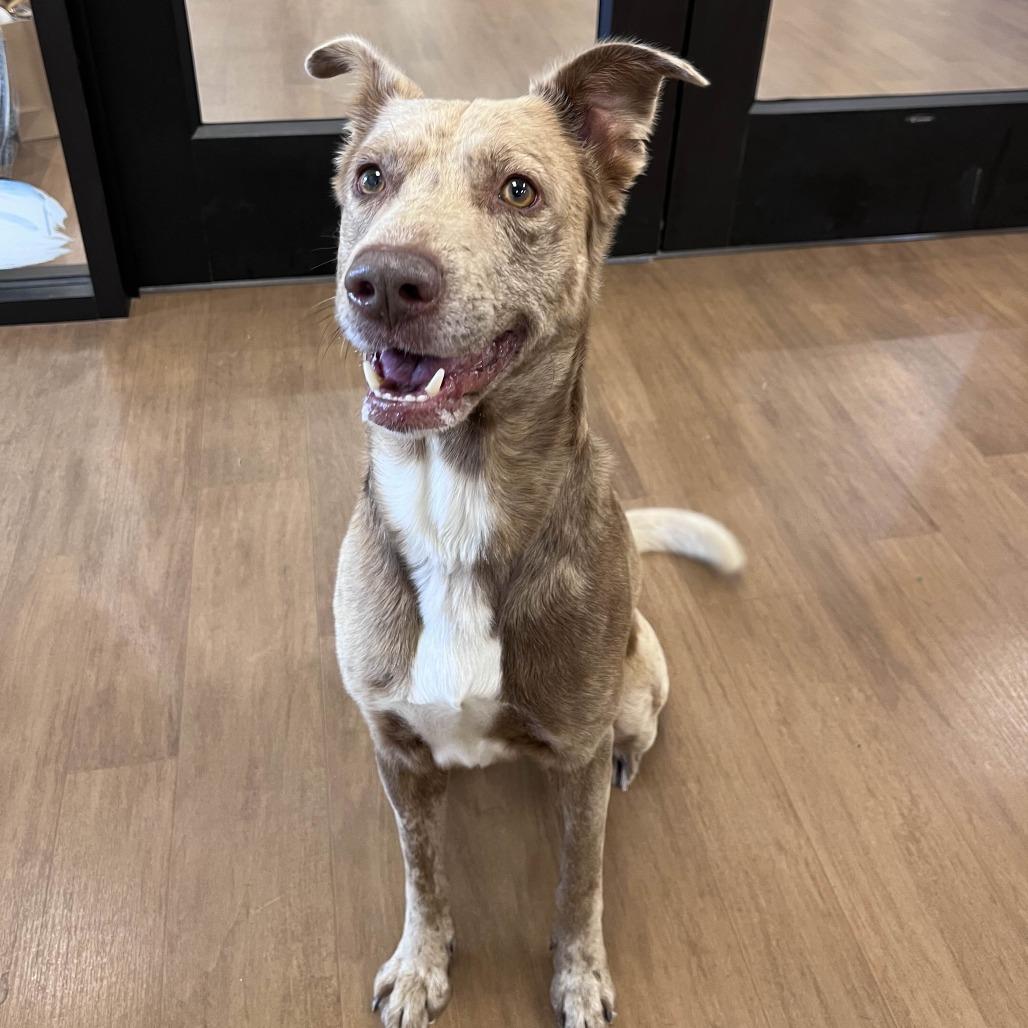 Enlarge Apollo, a Adoptable mixed breed in Beaumont, TX image 6/6