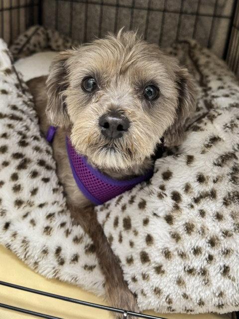 Bruno, Adoptable, Adult Male Shih Tzu & Poodle.
