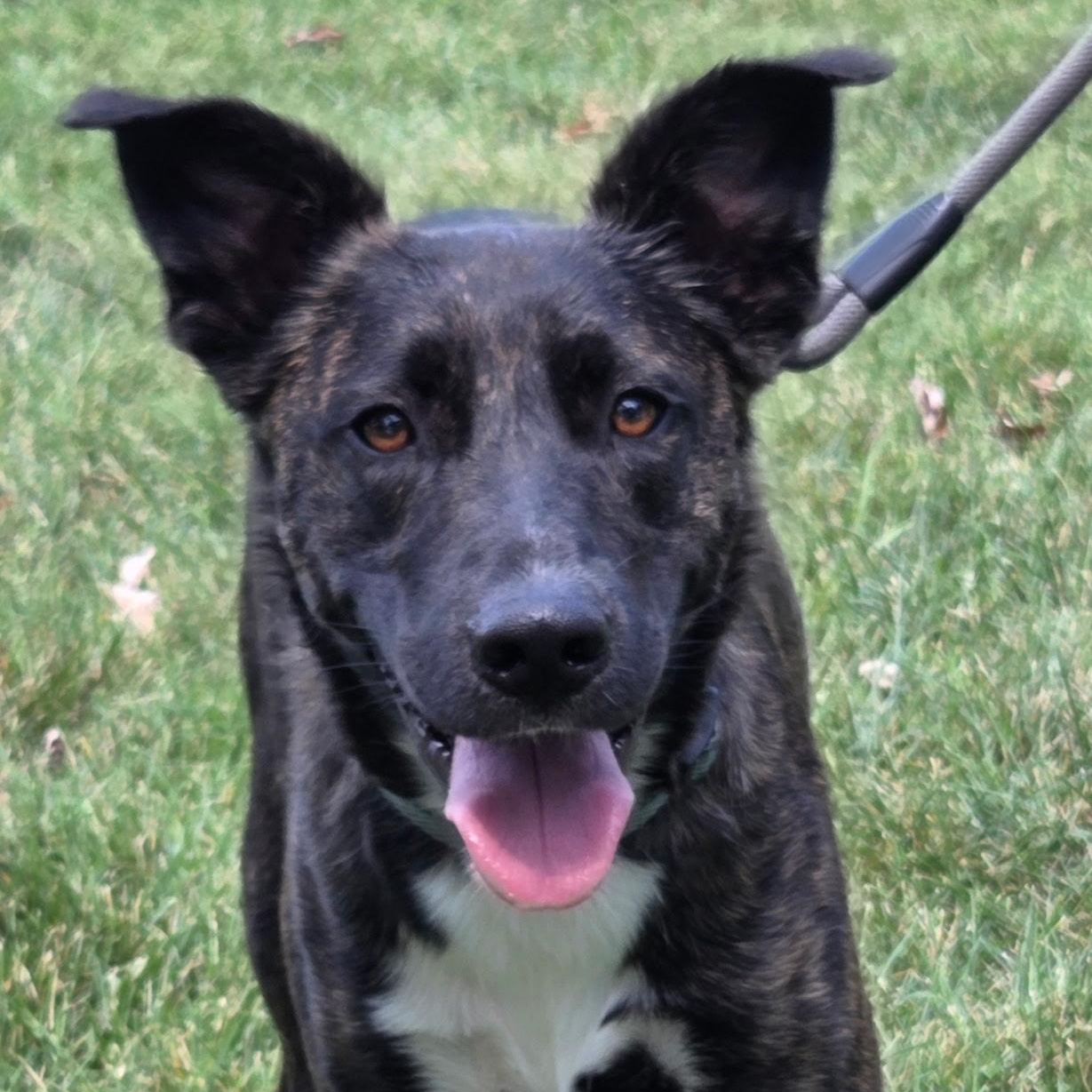 Enlarge Colt, a Adoptable Dutch Shepherd in Brentwood, TN image 2/4